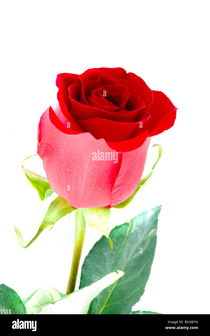 Beautiful rose. Isolation on white Stock Photo - Alamy