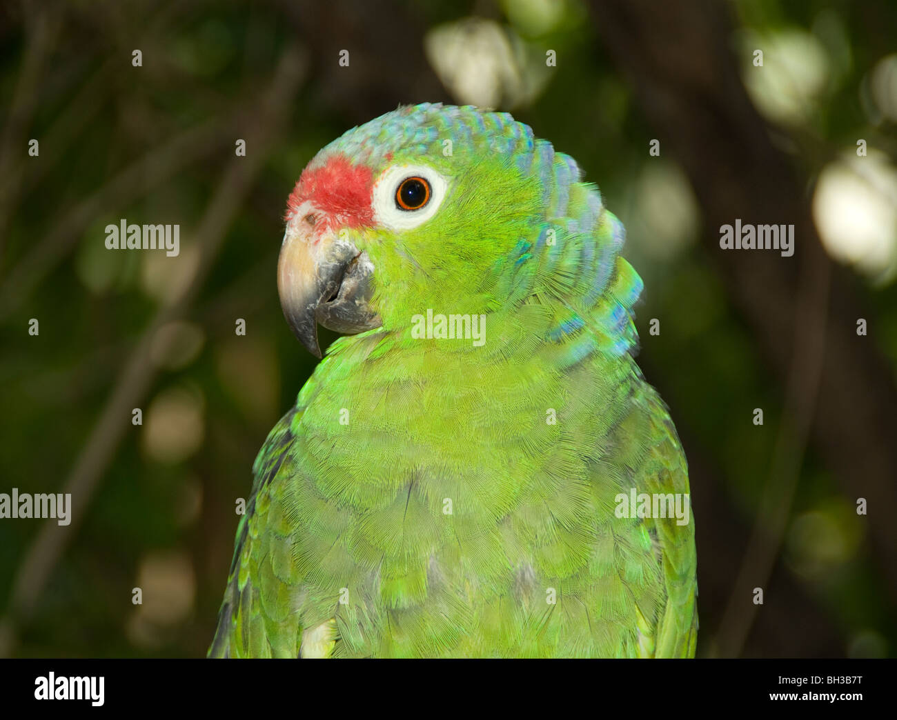 Parrot. Red-crowned Amazon (Amazona Viridigenalis Stock Photo - Alamy