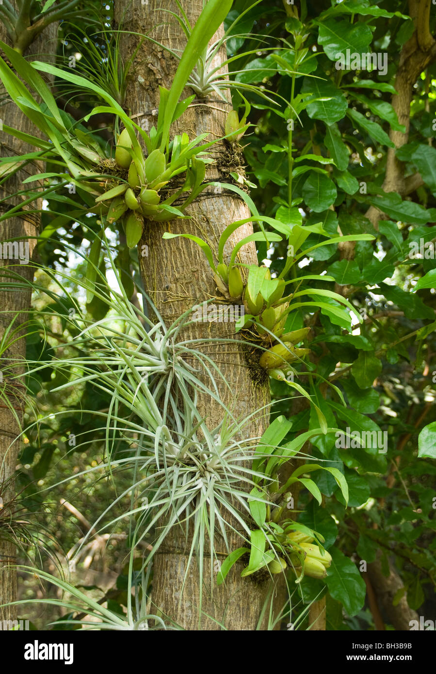 Orchid plants in the Amazon Rain Forest Stock Photo Alamy