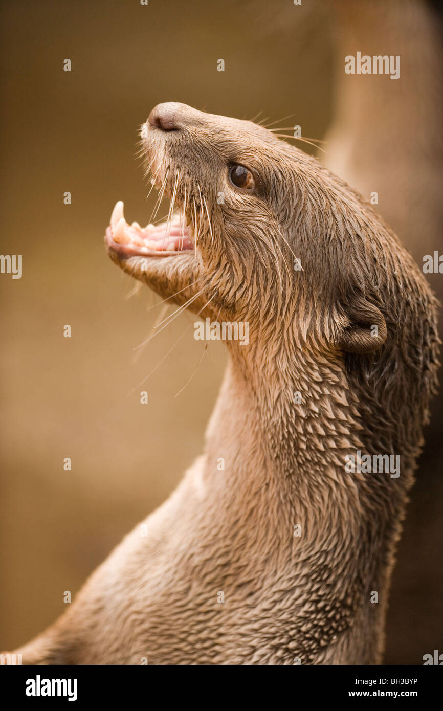 Smooth-coated Otter (Lutrogale perspicillata). Southern and SE Asia, Iraq. Vulnerable. Species of Otter which is the subject of Gavin Maxwell's Book, 'Ring of Bright Water'. Stock Photo