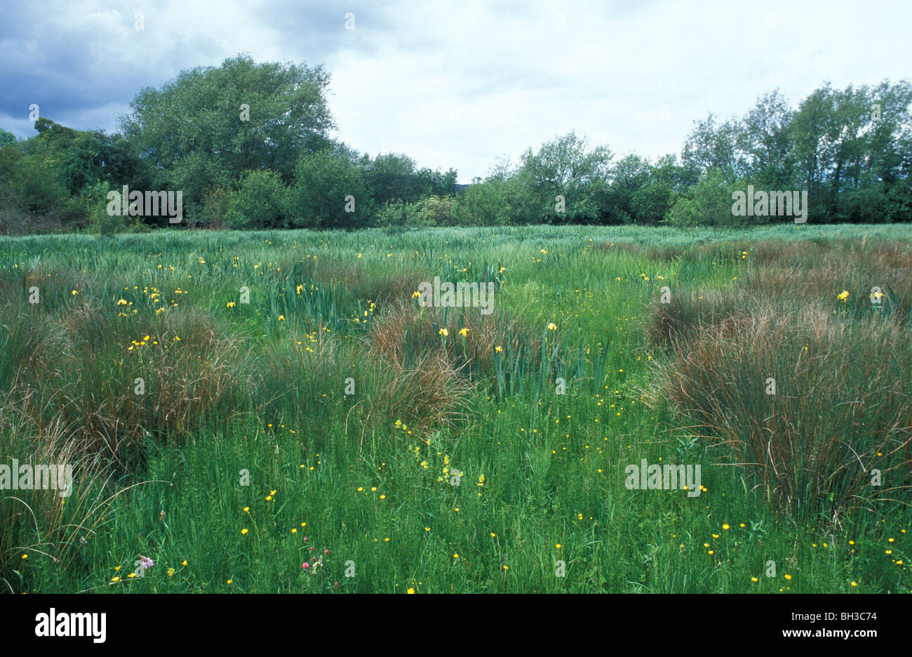 Wet grassland on The Flits National Nature Reserve Herefordshire Stock Photo