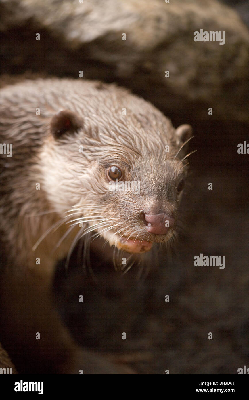 Otter bright hi-res stock photography and images - Alamy