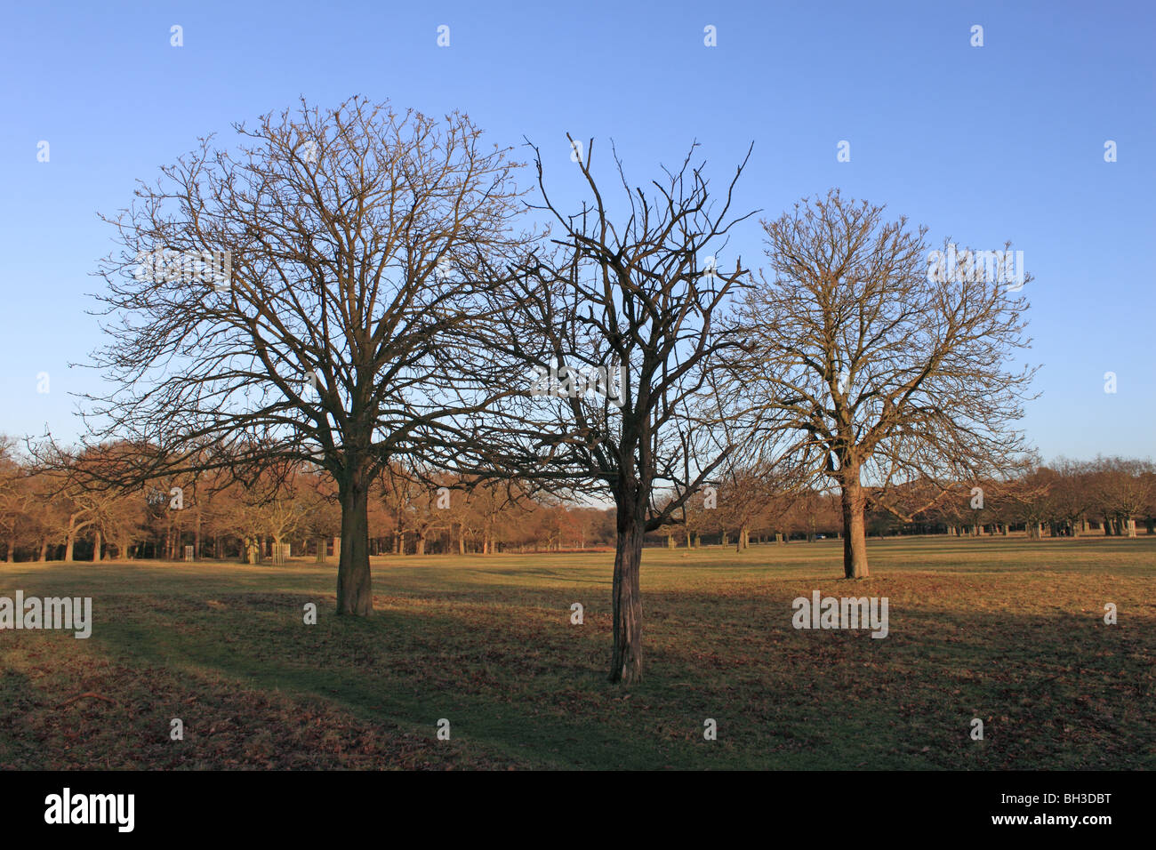 Three leafless trees standing against blue sky in Richmond Park, London, England, Great Britain, United Kingdom, UK, Europe Stock Photo