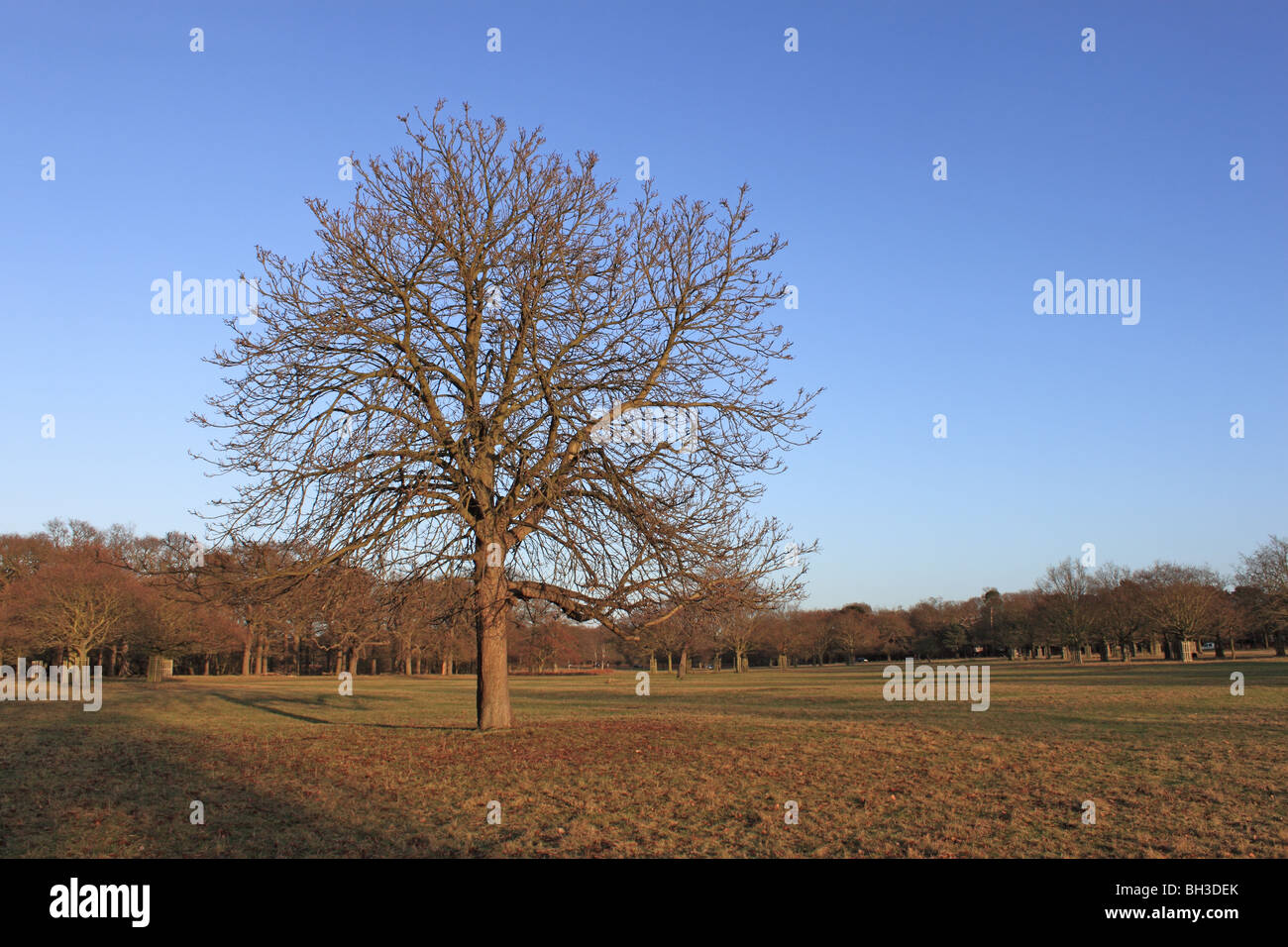 Leafless tree standing against blue sky in Richmond Park, London, England, Great Britain, United Kingdom, UK, Europe Stock Photo