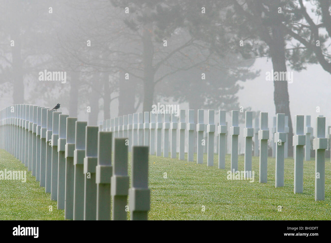 9387 AMERICAN SOLDIERS REST IN PEACE IN THE MILITARY CEMETERY OF COLLEVILLE-SUR-MER, D-DAY LANDING SITE, CALVADOS (14) Stock Photo
