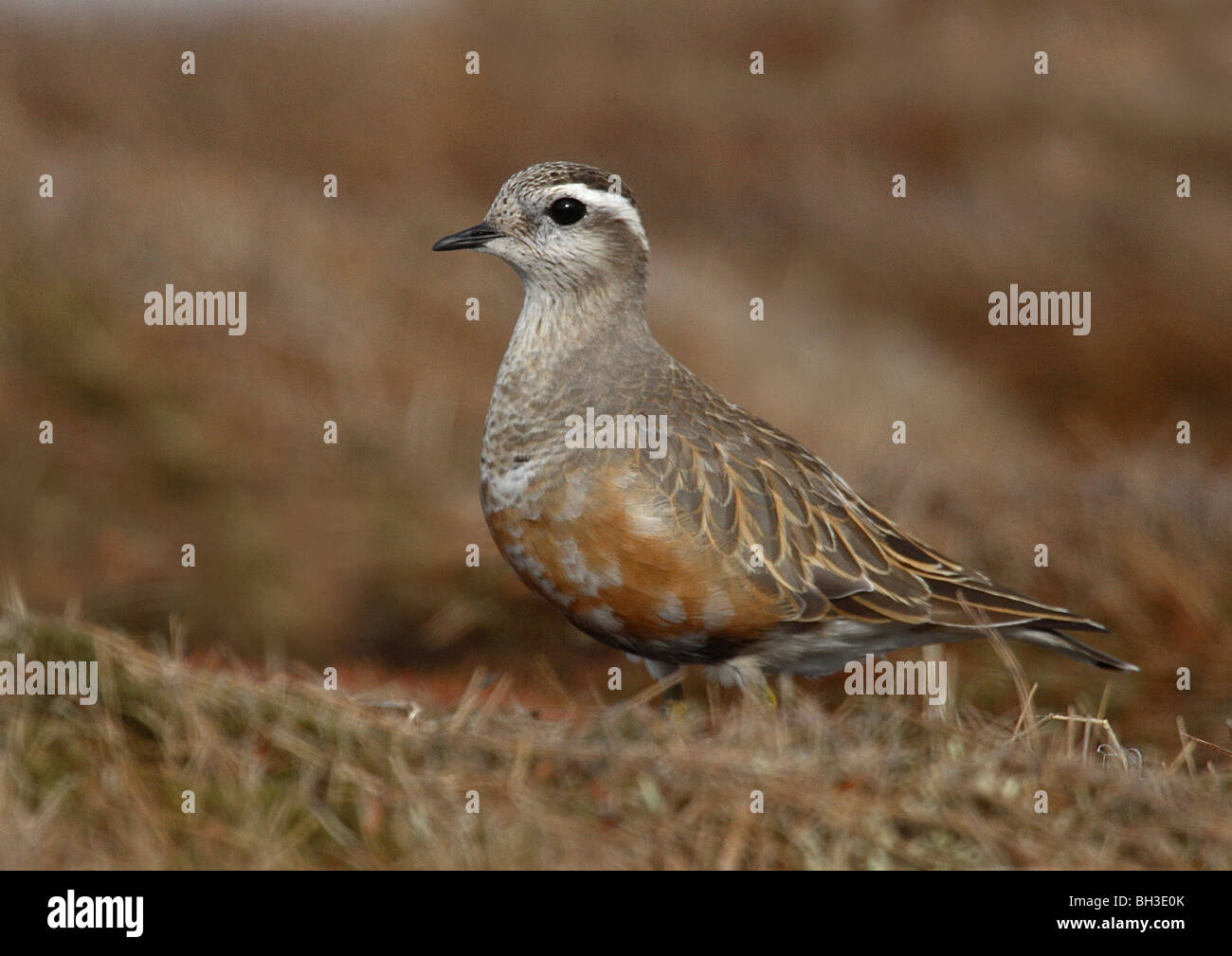Male dotterel cryptically coloured species male brooding Cairngorm ...