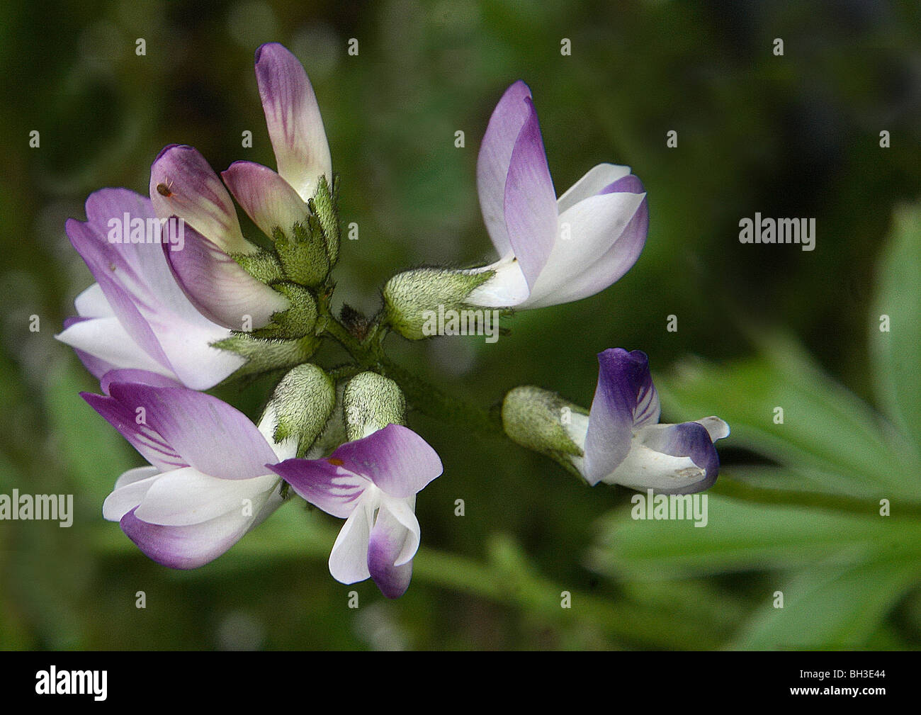 Alpine milkvetch (Astragalus alpinus); a rare plant in Scotland. Stock Photo