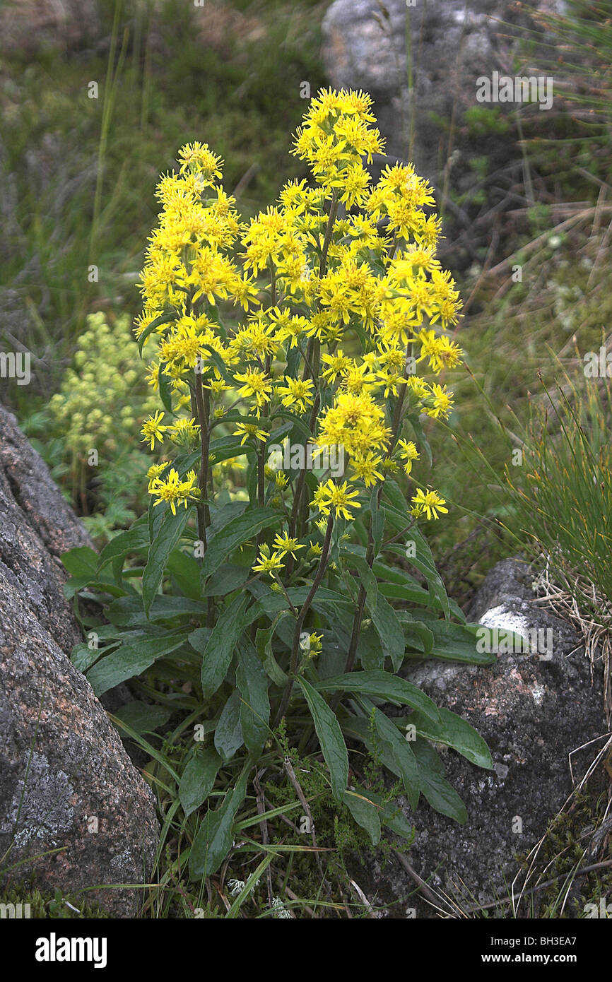 Golden rod (Solidago virgaurea); a common plant in mountain corries. Stock Photo