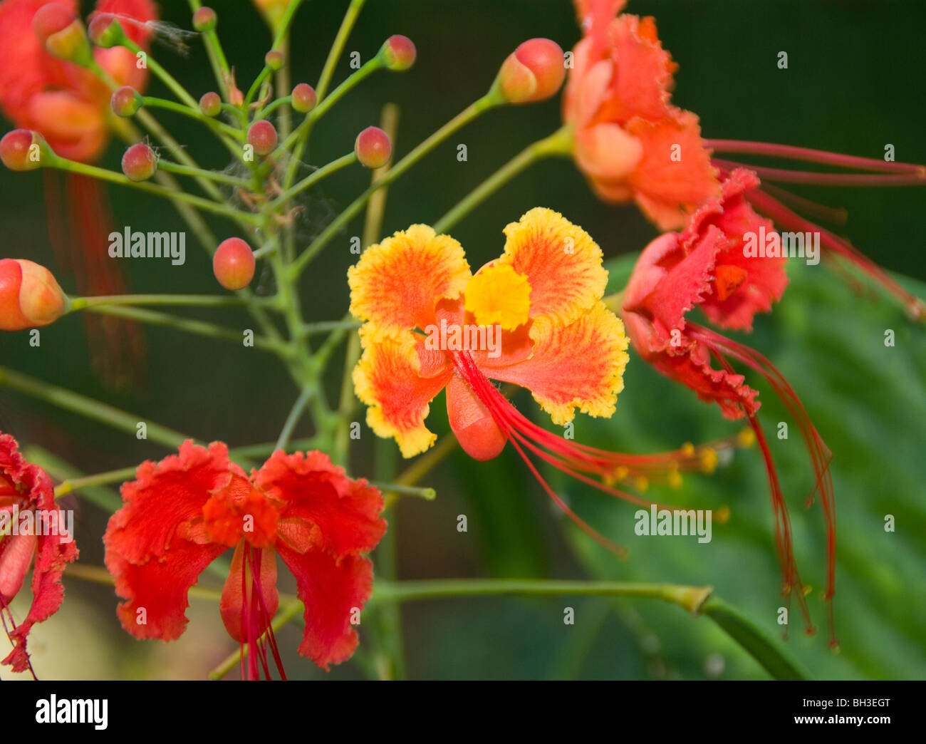 Flowers in the Amazon rain forest Stock Photo Alamy