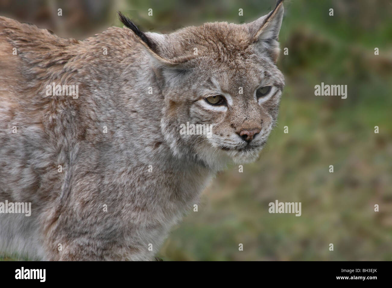 Lynx- once a native cat in Britain. Starthspey, Scotland Stock Photo