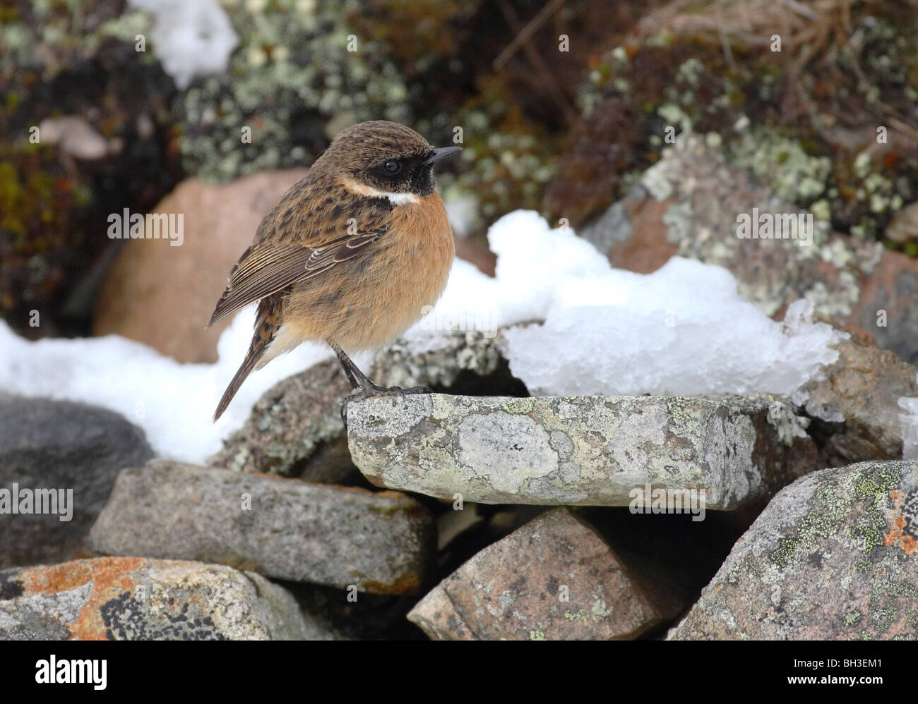 Stonechats moorland hi-res stock photography and images - Alamy