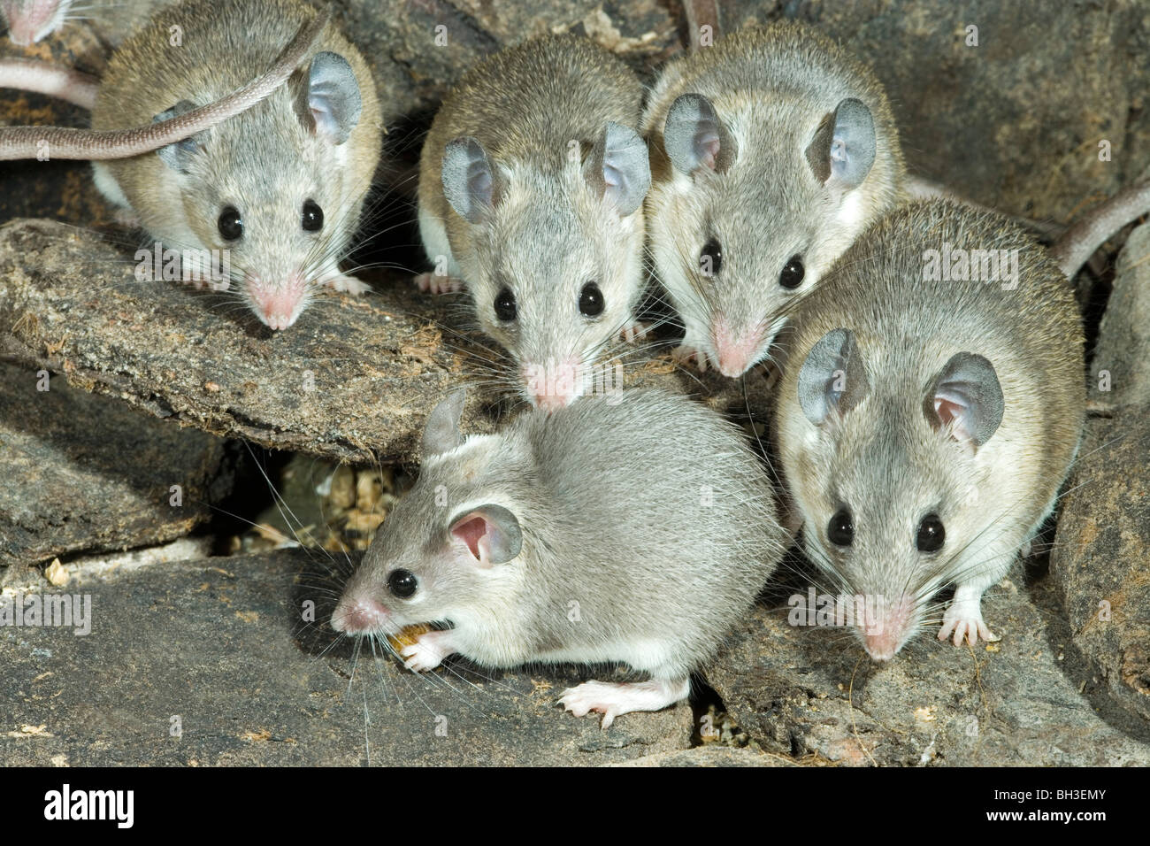 Turkish Spiny Mice (Acomys cilicicus). Rare, endangered species Stock Photo  - Alamy