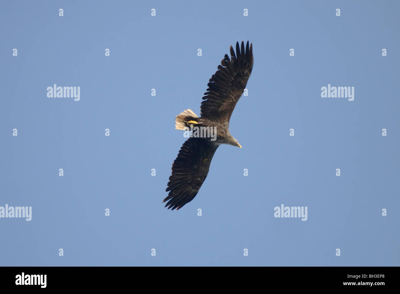 Sea eagle species hi-res stock photography and images - Alamy
