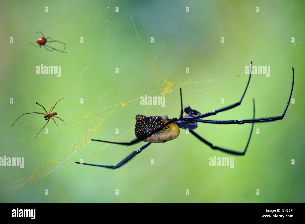 Kgofa Insect Africa Animal Insect Kouma Konda Spiders Togo Stock Photo - Alamy