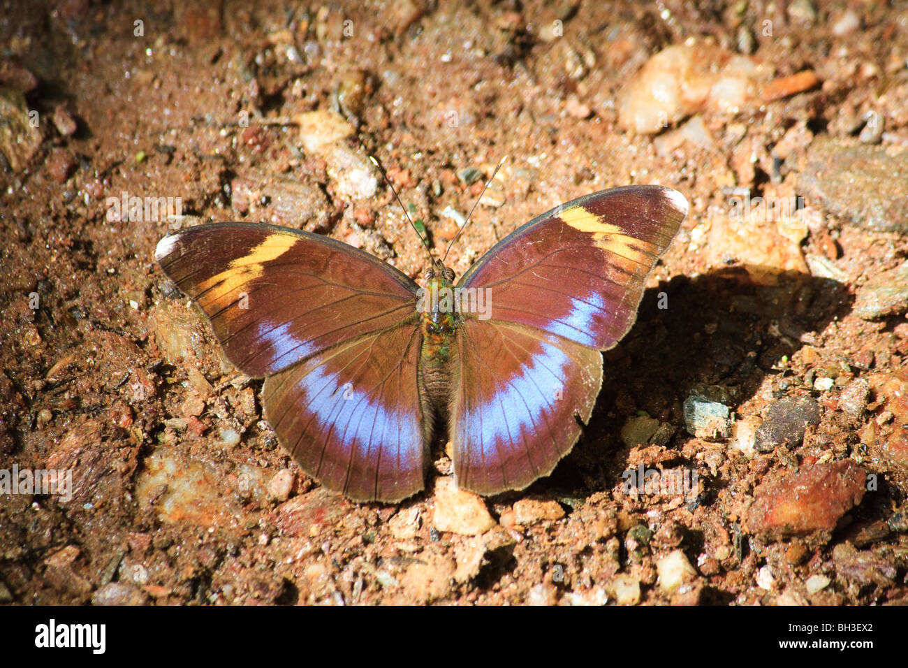 Africa Butterflies Insect Kouma Konda Togo Stock Photo Alamy