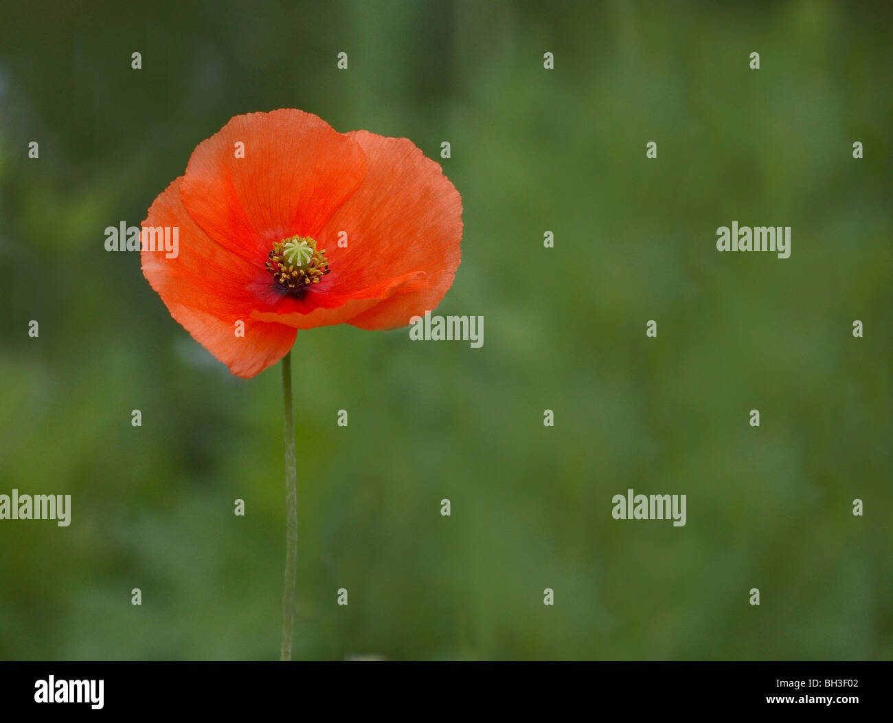 Common poppy (Papver rhoeas); a plant of disturbed ground. Stock Photo