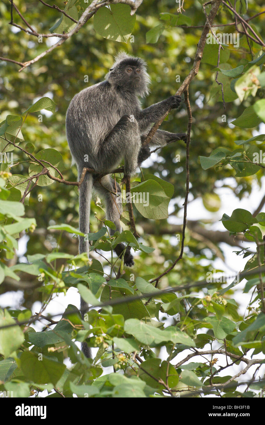 Silvered Langur or Leaf-monkey, Trachypithecus cristata, Bako, Sarawak, Borneo, Malaysia Stock Photo
