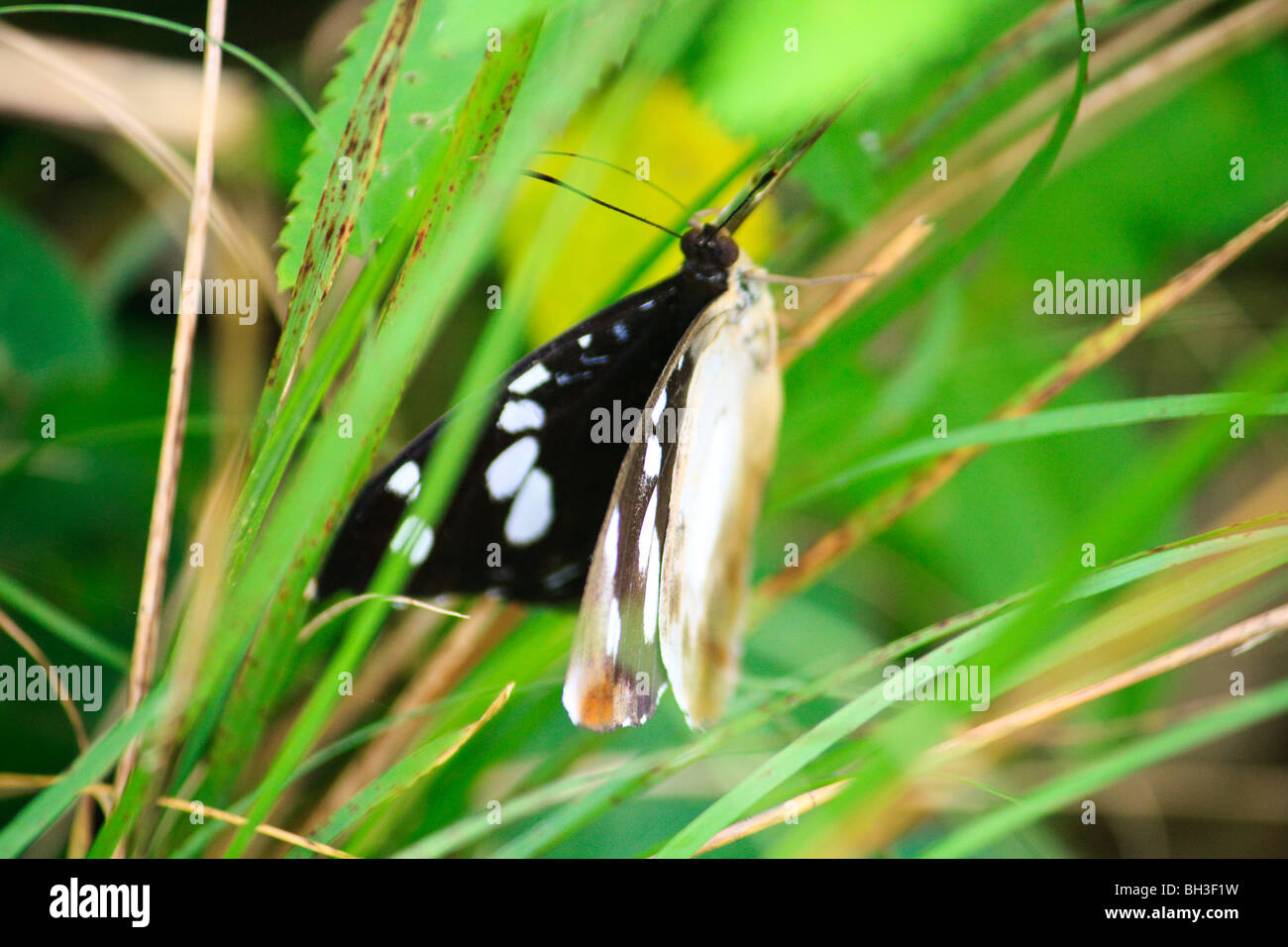 Kgofa Insect Africa Butterflies Insect Kouma Konda Togo Stock Photo - Alamy