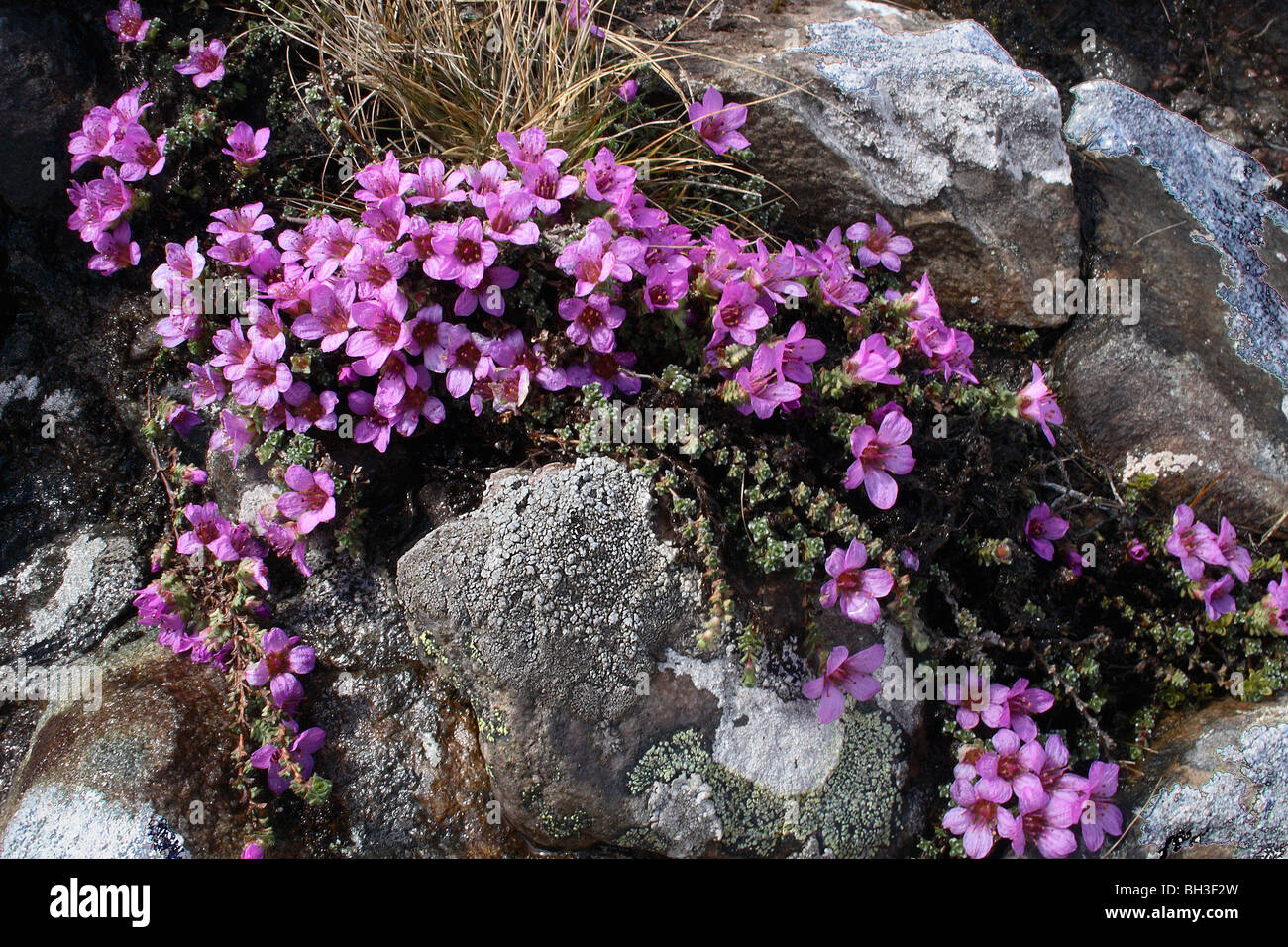 Early purple saxifrage (Saxifraga oppositifolia). Stock Photo