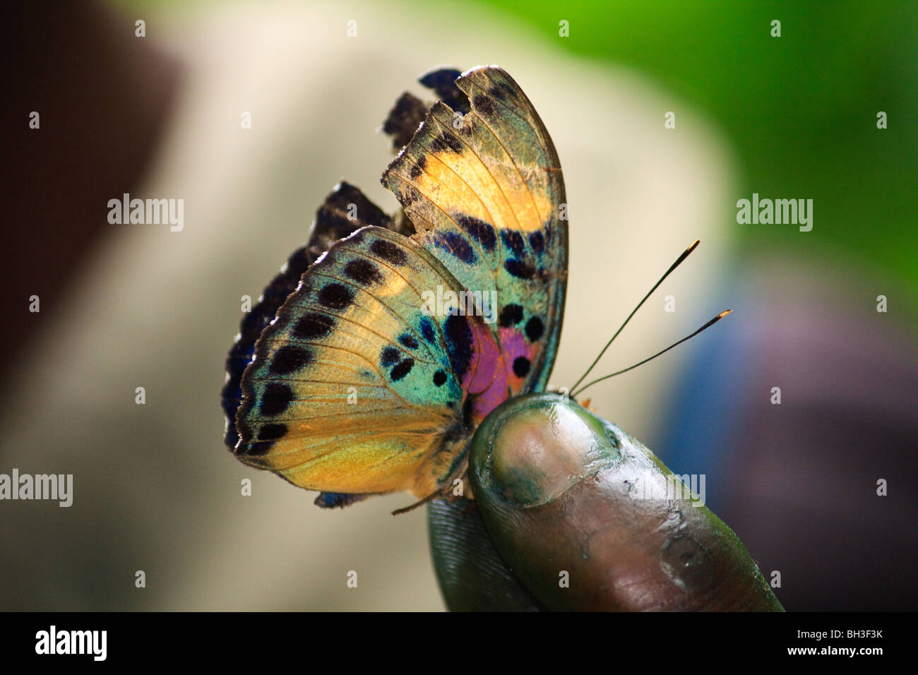 Kgofa Insect Kouma High Resolution Stock Photography and Images - Alamy