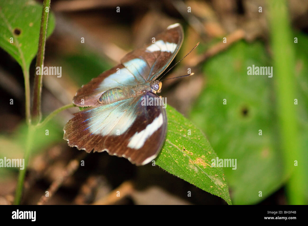 Kgofa Insect Africa Butterflies Insect Kouma Konda Togo Stock Photo - Alamy