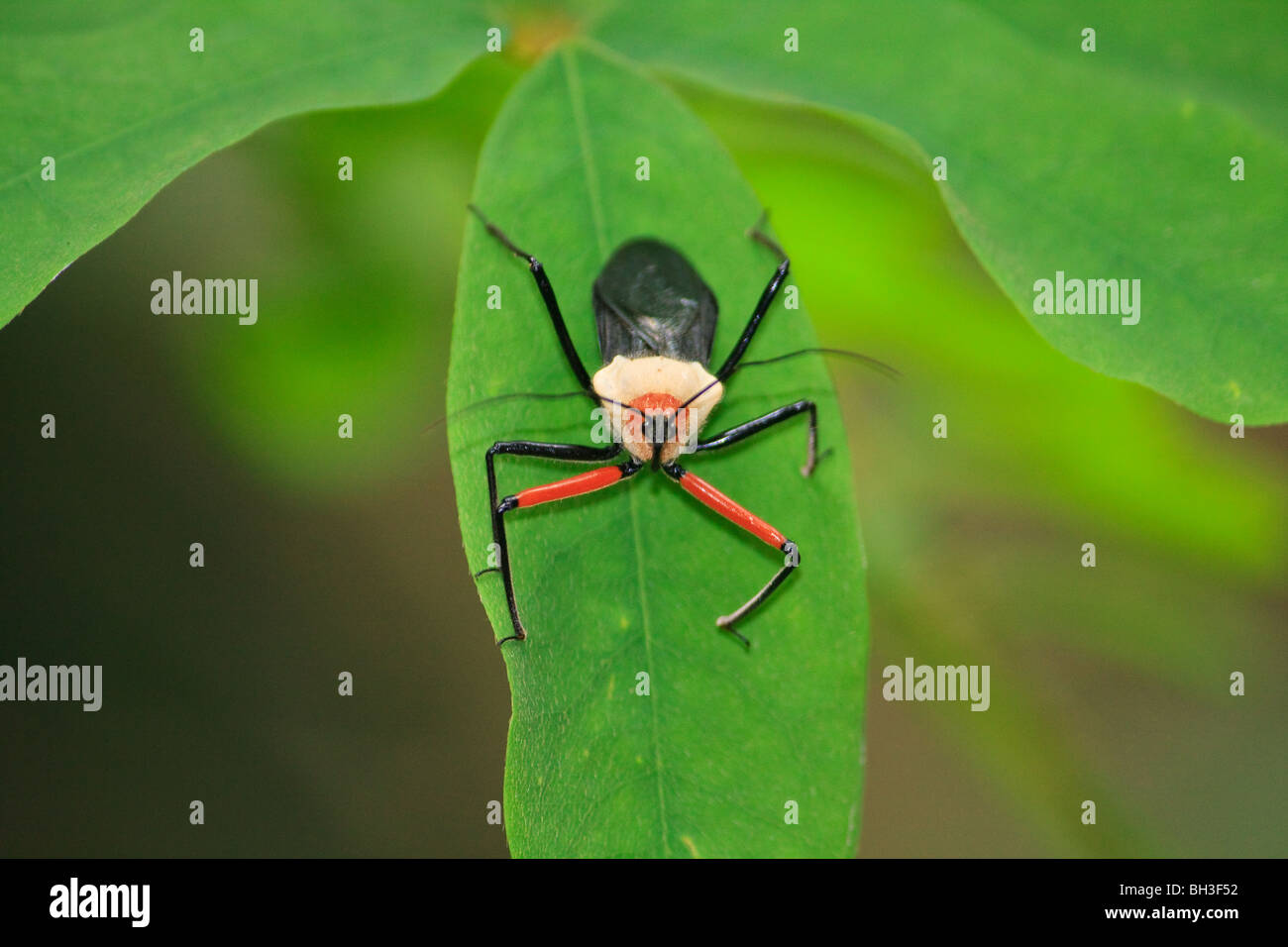 Kgofa Insect Africa animal hi-res stock photography and images - Alamy