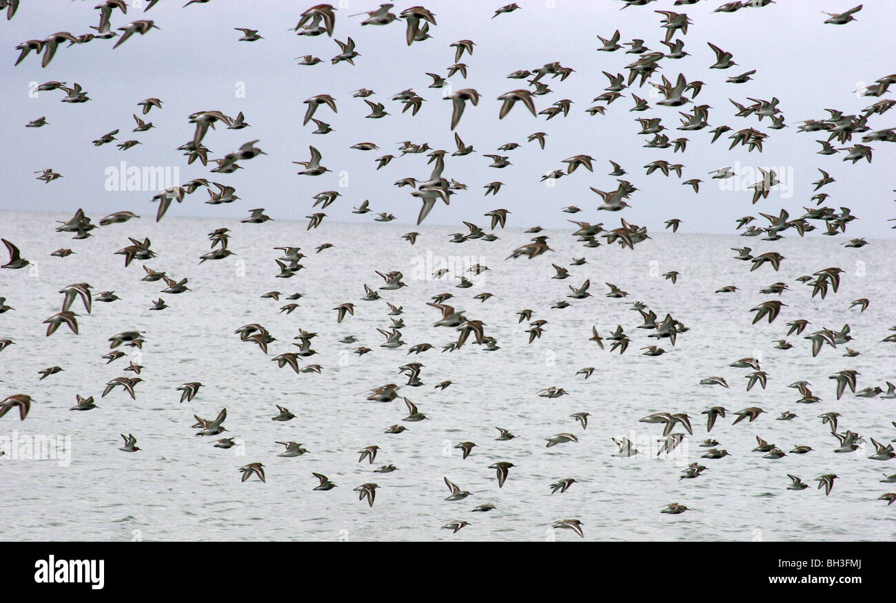 Group of turnstones (Arenaria interpres) flying along the coast. Stock Photo