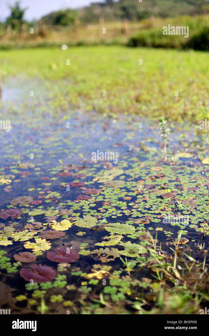 Plants growing in pond water Stock Photo Alamy