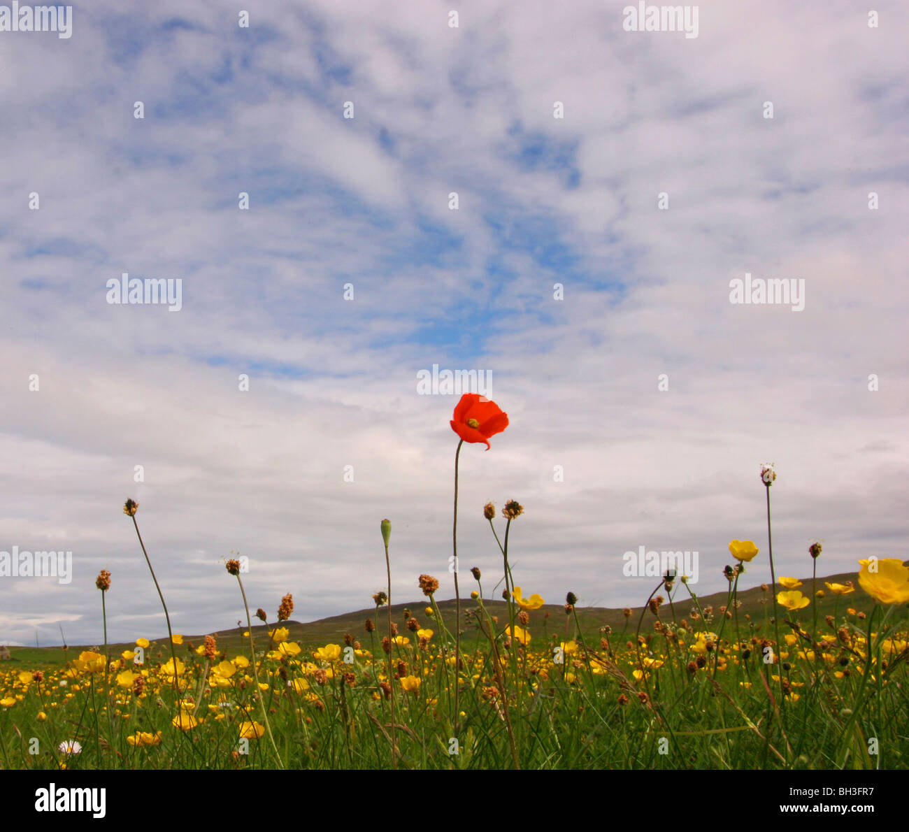 Poppy (Papaver dubium) and other wild flowers in machair. Stock Photo