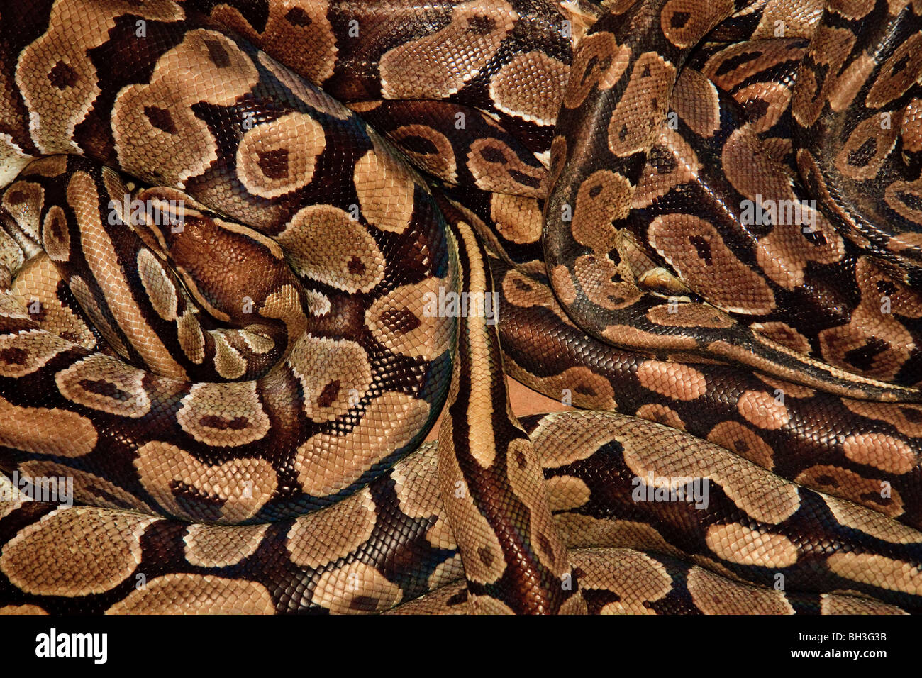 Africa Benin Ouidah Python Temple Reptile Snakes Stock Photo