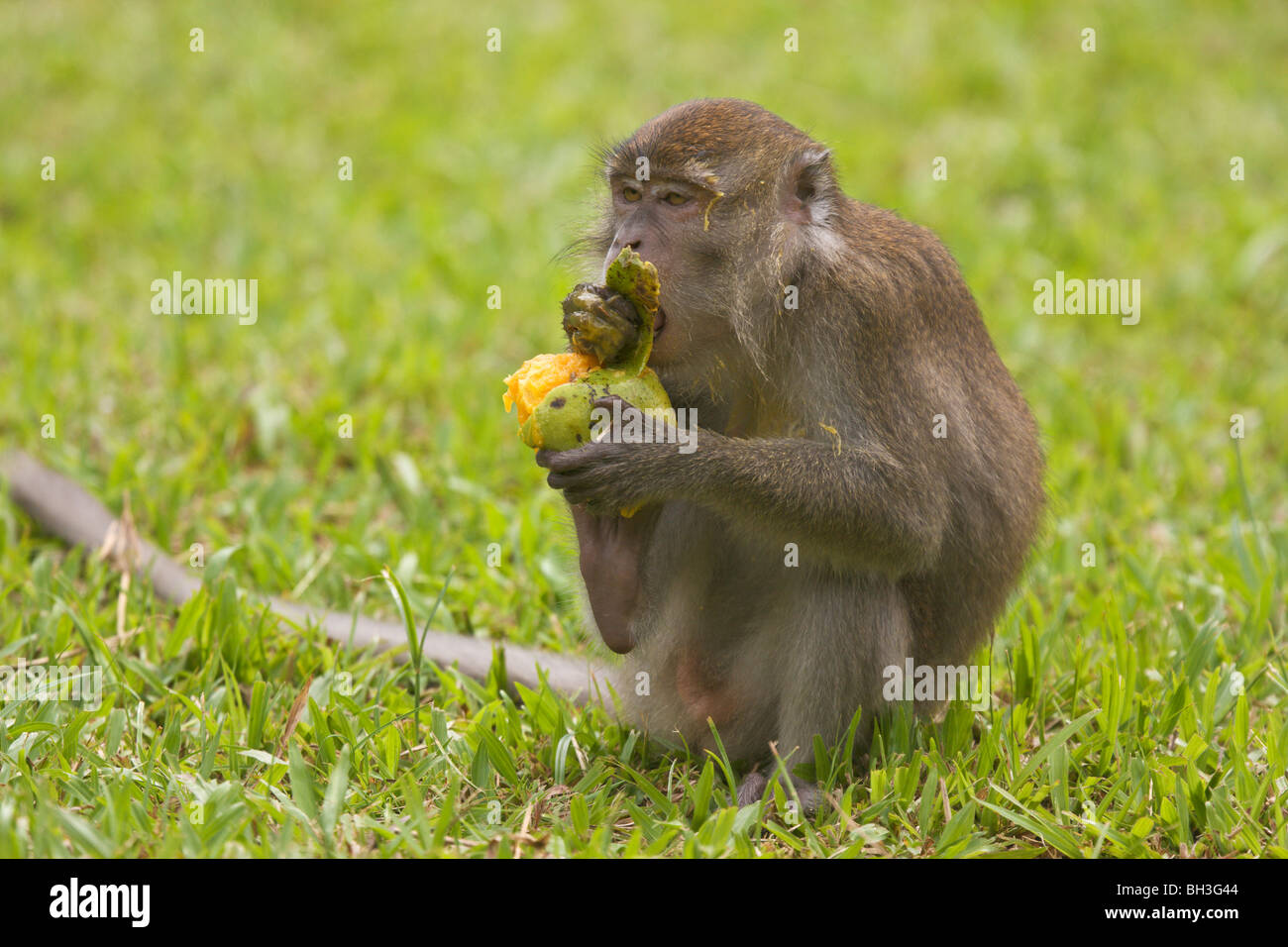 Longtailed or Crabeating Macaque, Macaca fascicularis, Bako, Sarawak, Borneo, Malaysia Stock