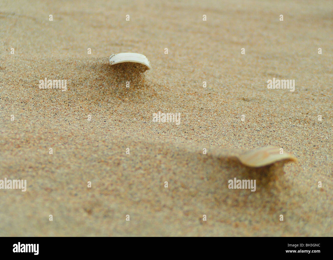 Beach still life of shells created by the elements Stock Photo - Alamy