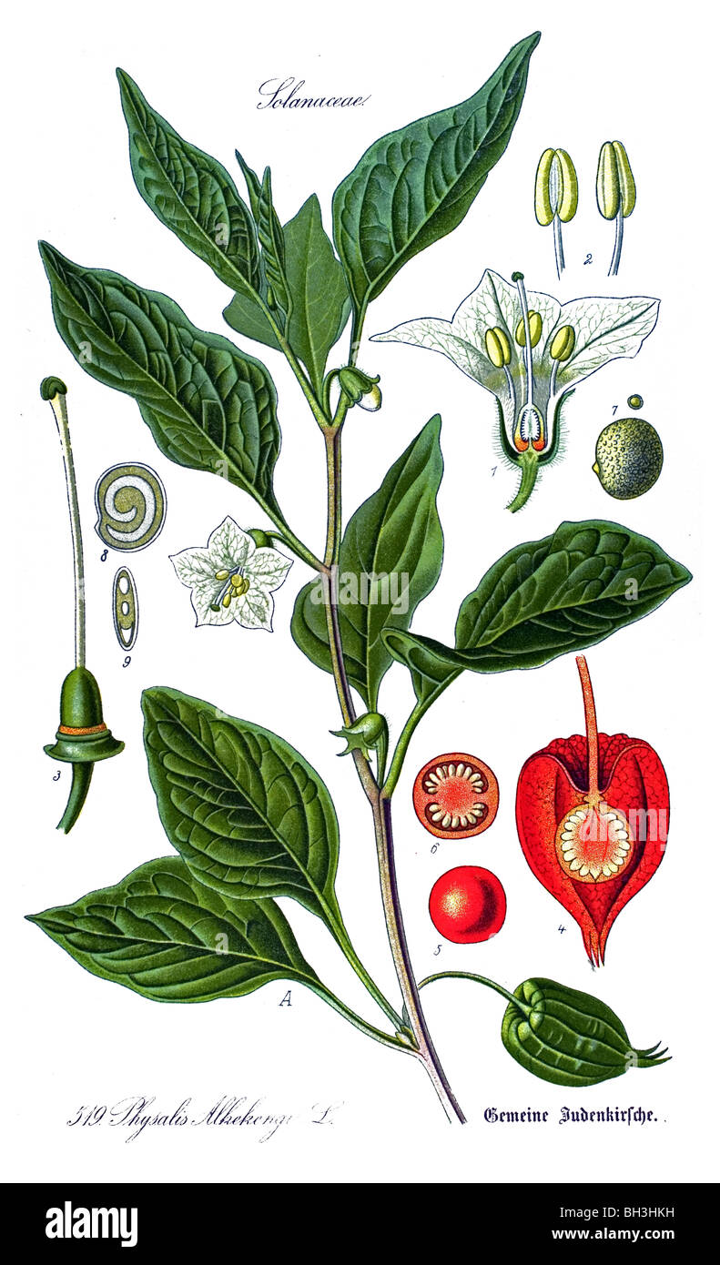 Bladder Cherry Chinese Lantern Japanese Lantern Winter Cherry Plant Plants Stock Photo Alamy