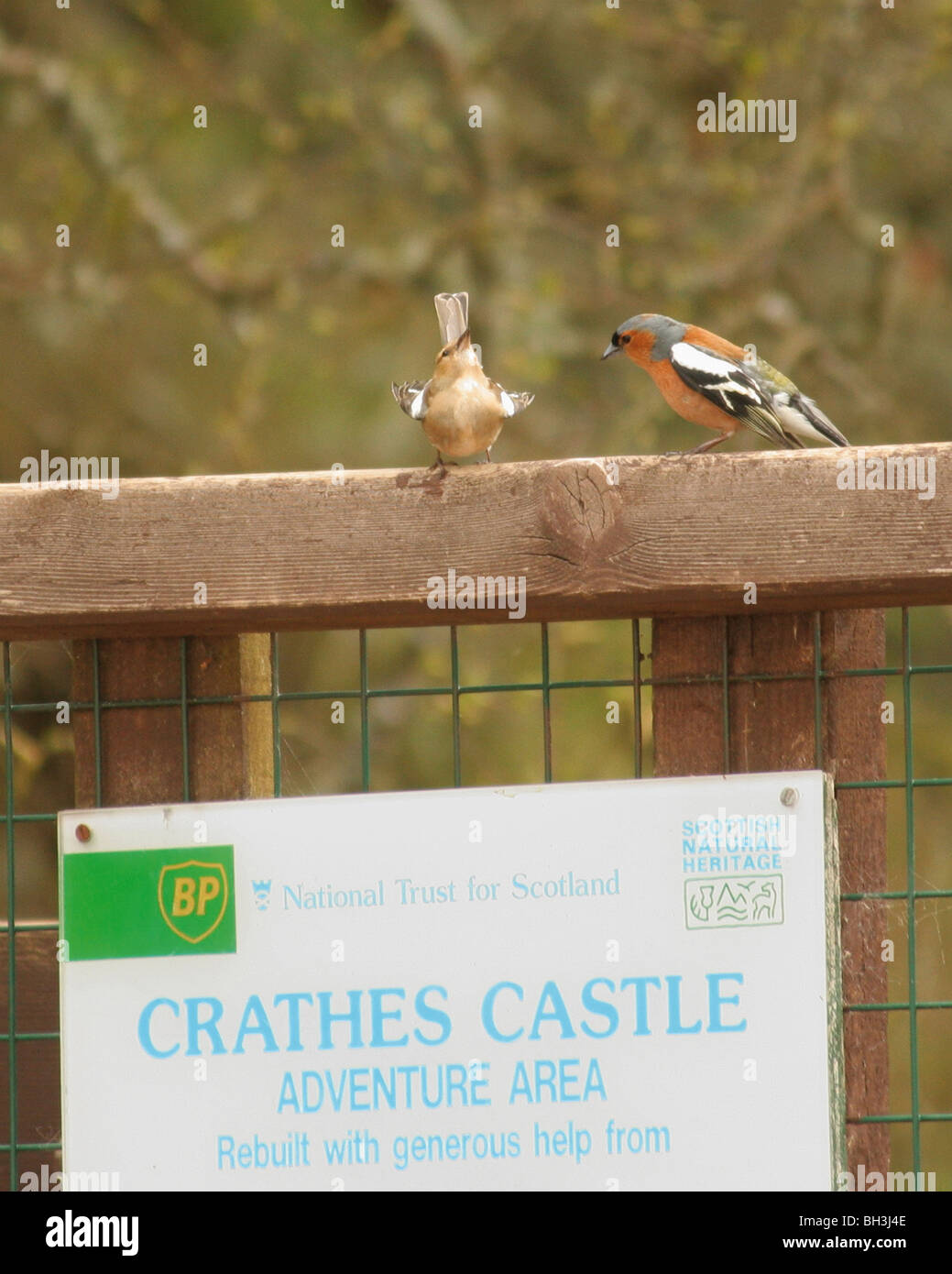 Male chaffinch (Fringilla coelebs) tries to impress the female. Stock Photo