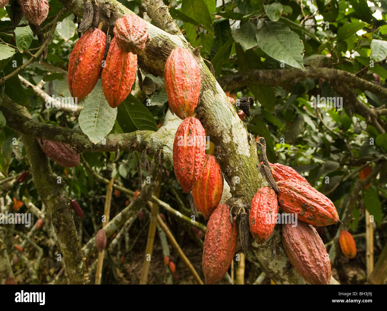 Ecuador. Guayas province. Rural ranch. Cultivation of Cocoa. Cocoa nut
