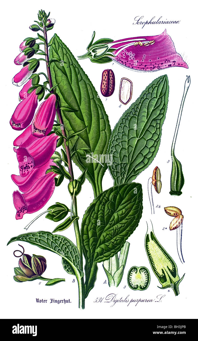 Common Foxglove, Purple Foxglove or Ladys Glove, plant, plants Stock Photo
