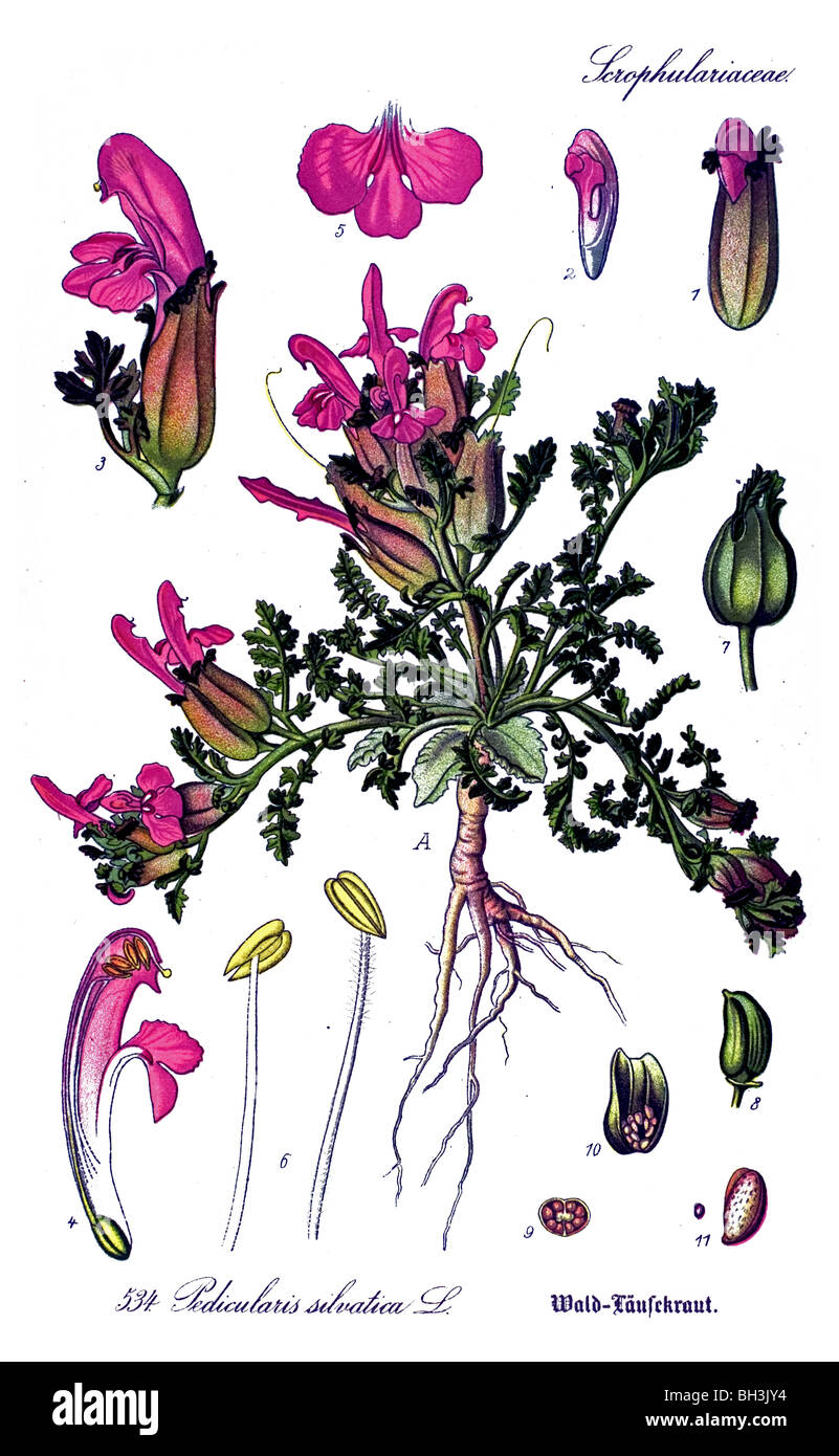 Common Lousewort, plant, plants Stock Photo