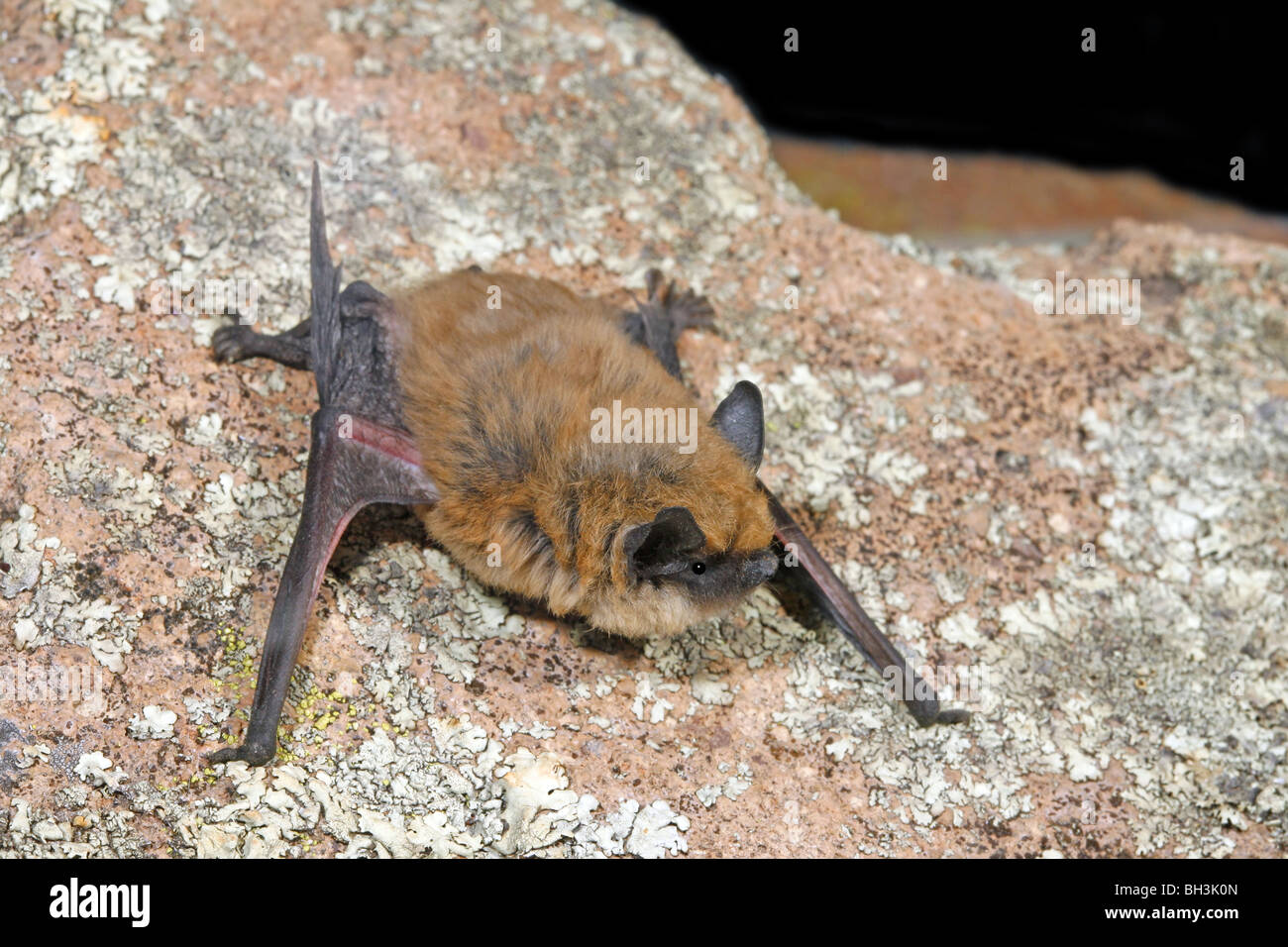 Western Small-Footed Myotis Stock Photo