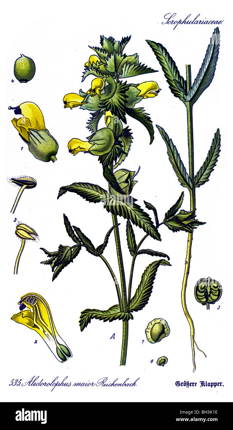 Greater Yellow-rattle, plant, plants Stock Photo