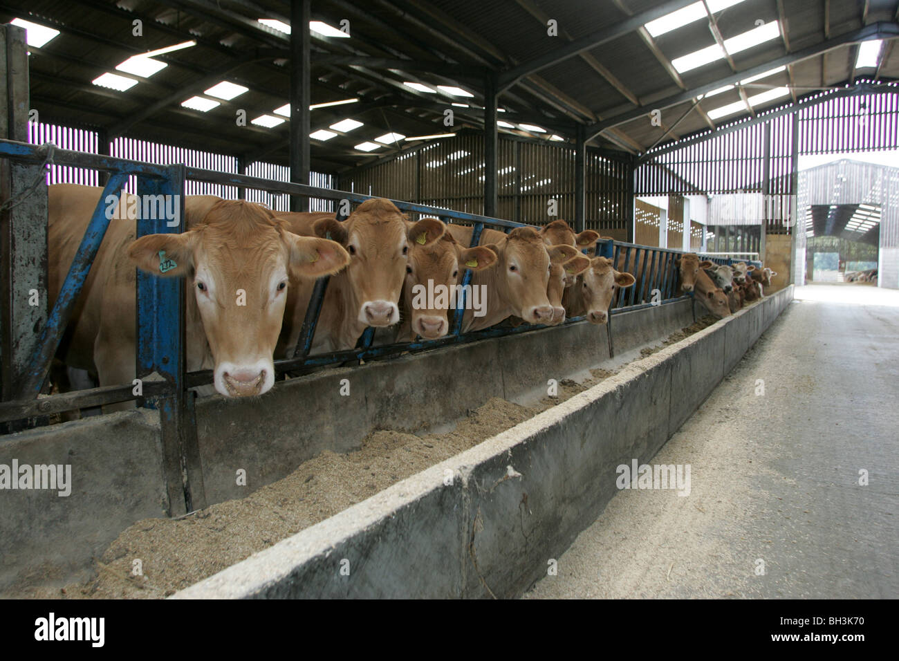 Beef Cattle Feeding On Barley Stock Photo Alamy