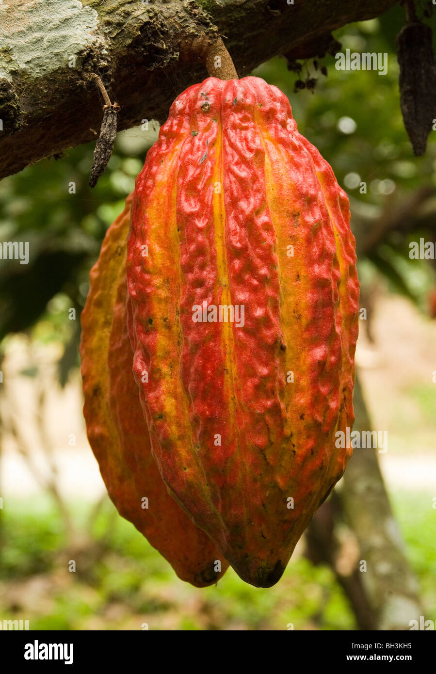 Ecuador Guayas Province Rural Ranch Cultivation Of Cocoa Cocoa Nut In The Tree Stock Photo Alamy