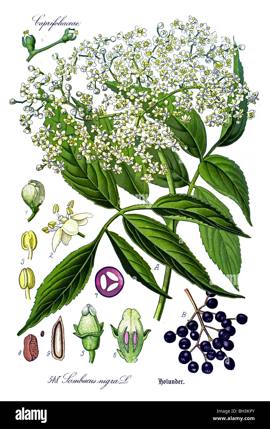 lder, Elderberry, Black Elder, European Elder, European Elderberry, European Black Elderberry, plant, plants Stock Photo