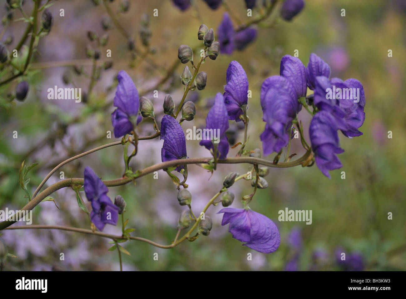 Purple flowers of the Monk's hood (Aconitum napellus) in the garden of Drum Castle. Stock Photo