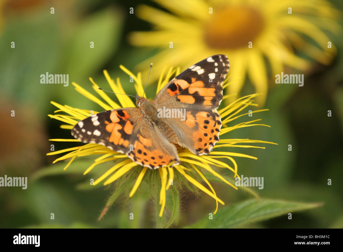 Painted lady (Vanessa Cardui) butterfly on dwarf swordleaf inula (Inula Ensifolia) in a garden. Stock Photo