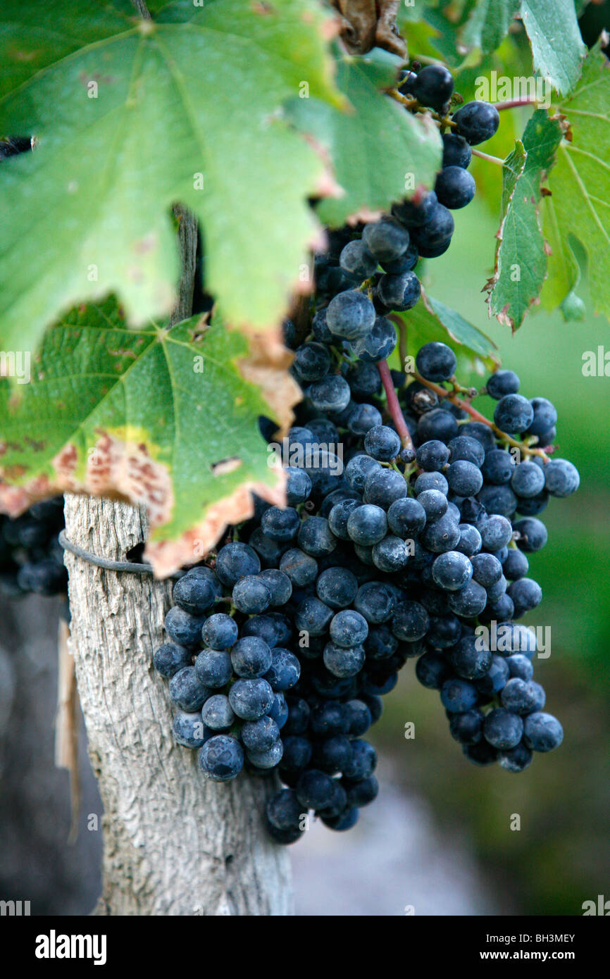 The grapes hires stock photography and images Alamy