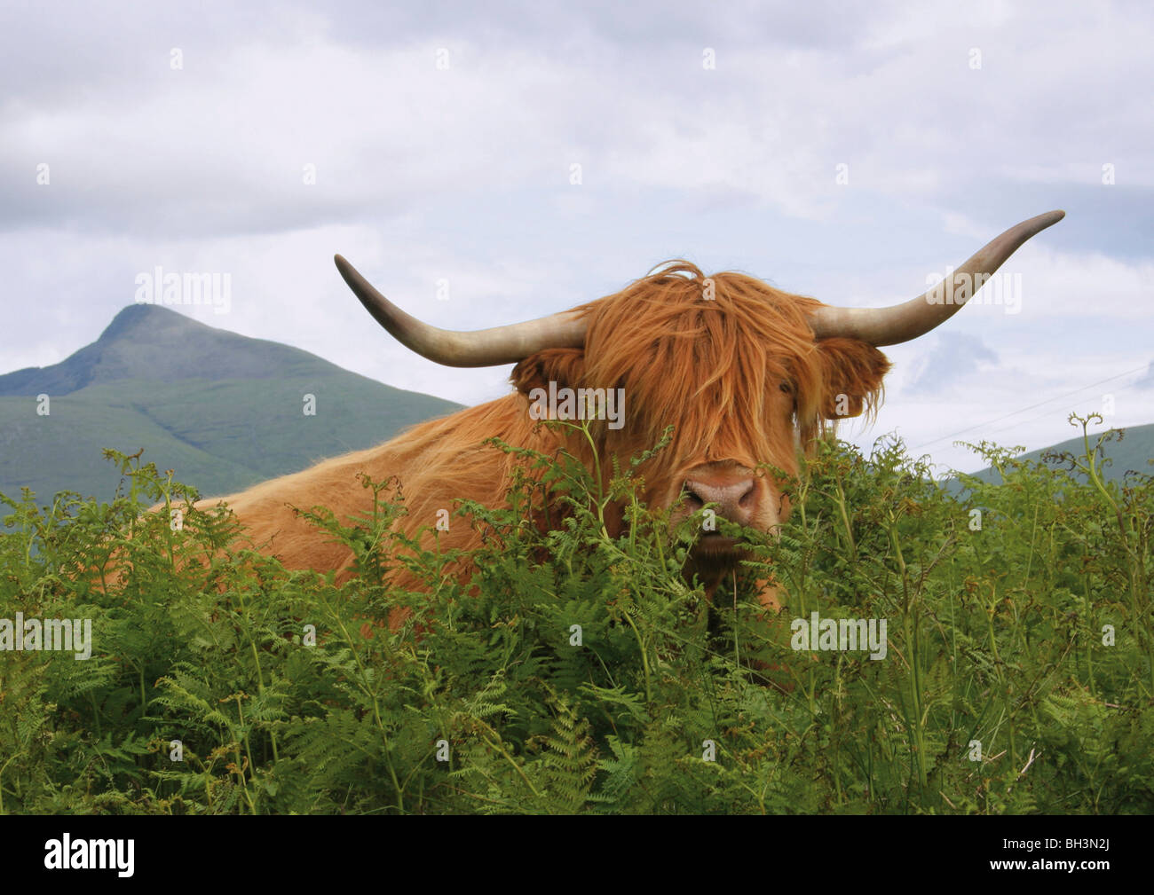 Scottish cow feeding on fern with Ben More on the background, Isle of Mull, Scotland. Stock Photo
