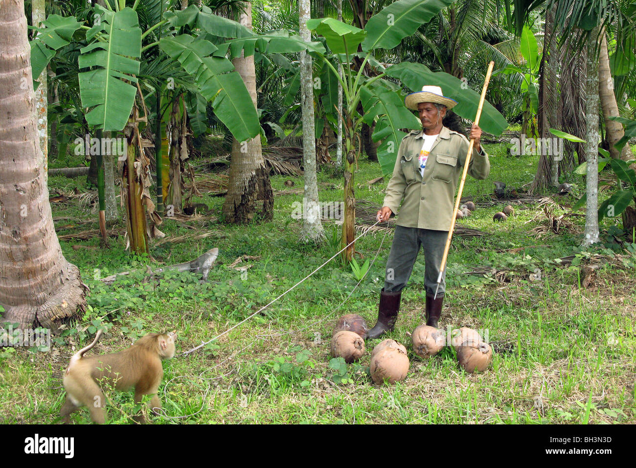 Monkey to be trained to pick coconuts hires stock photography and