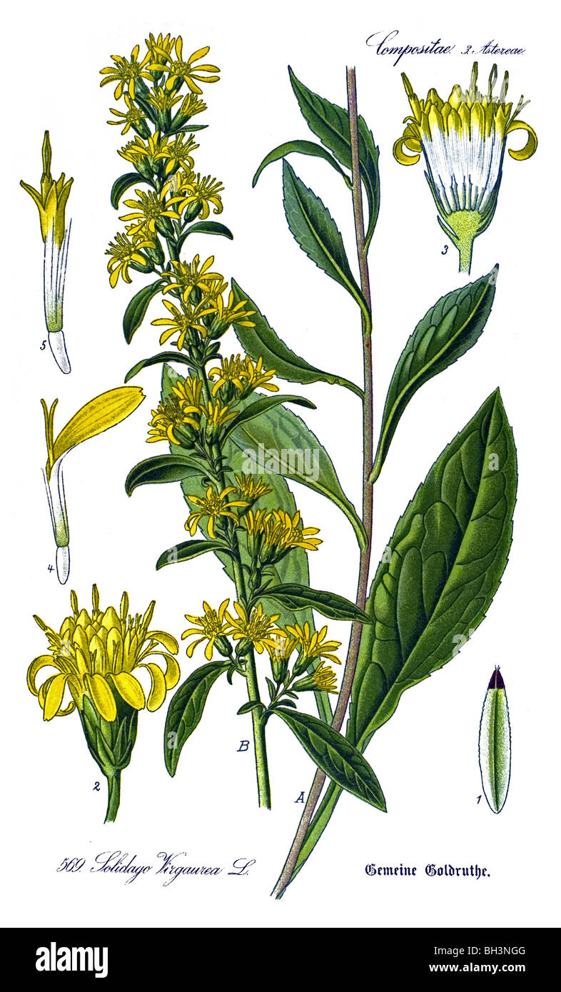 goldenrod, woundwort, plant, plants Stock Photo