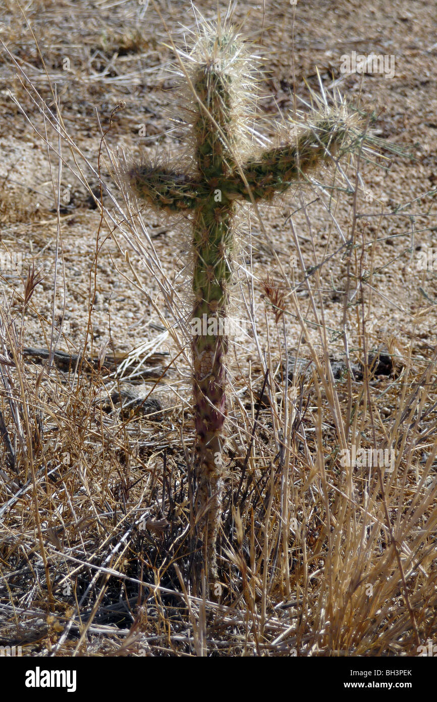 CHOLLA CACTUS IN THE SHAPE OF A CROSS IN THE DESERT, JOSHUA TREE ...