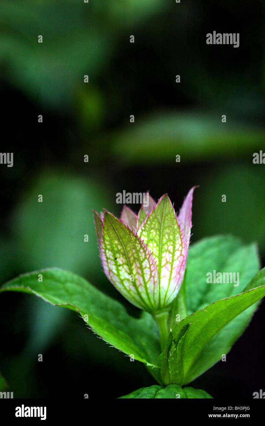Astrantia major Stock Photo
